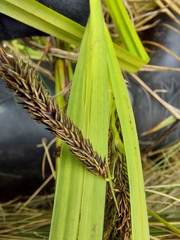 Carex jamesonii