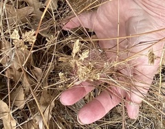 Eragrostis secundiflora