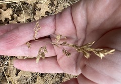 Eragrostis secundiflora