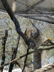 Tamandua