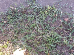 Operculina turpethum