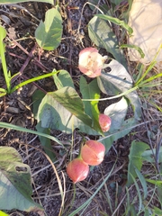 Operculina turpethum