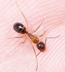 Camponotus clarithorax