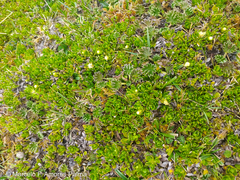 Baccharis caespitosa