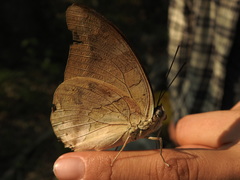 Archaeoprepona demophon centralis