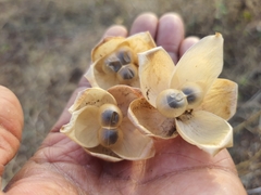 Operculina turpethum