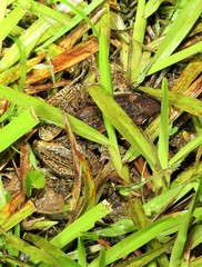 Litoria nasuta