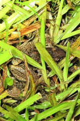 Litoria nasuta