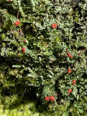 Cladonia didyma