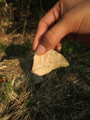 Archaeoprepona demophon centralis