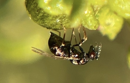 iNaturalist observation photo of Eulophidae