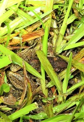 Litoria nasuta