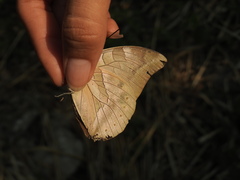 Archaeoprepona demophon centralis