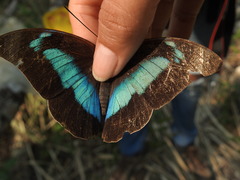 Archaeoprepona demophon centralis