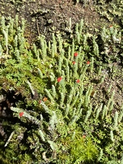Cladonia didyma