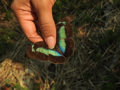 Archaeoprepona demophon centralis