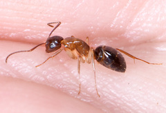 Camponotus clarithorax