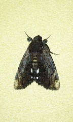 Catephia linteola