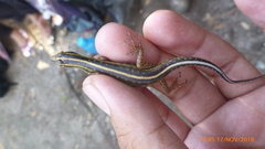 Sphenomorphus sanctus