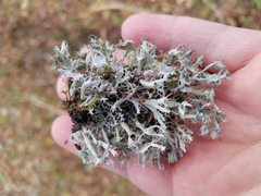 Heterodermia echinata