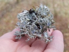 Heterodermia echinata