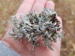 Heterodermia echinata