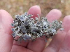 Heterodermia echinata