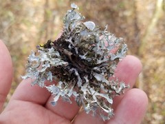 Heterodermia echinata