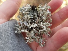 Heterodermia echinata