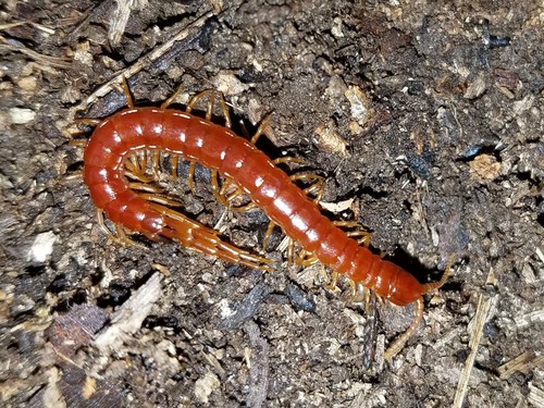 Photo of Eastern Red Centipede (Scolopocryptops sexspinosus)