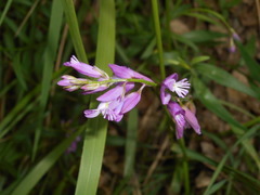 Polygala nicaeensis