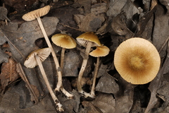 Entoloma flavoviride