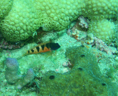 Malacoctenus triangulatus