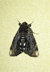 Catephia linteola