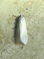 Tipanaea patulella