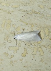 Tipanaea patulella