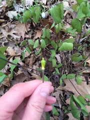Jeffersonia diphylla