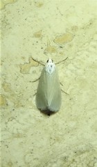 Tipanaea patulella