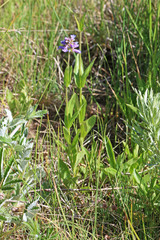 Penstemon procerus procerus