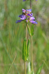 Penstemon procerus procerus