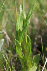 Penstemon procerus procerus