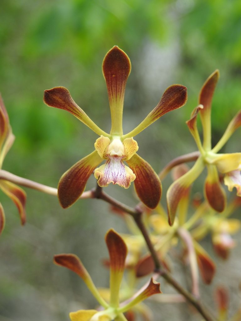 Encyclia parviflora