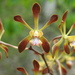 Encyclia parviflora - Photo (c) Carolina Orta Salazar, μερικά δικαιώματα διατηρούνται (CC BY-NC), uploaded by Carolina Orta Salazar