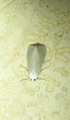 Tipanaea patulella