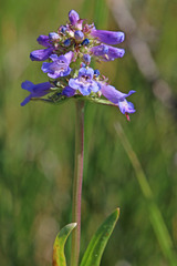 Penstemon procerus procerus