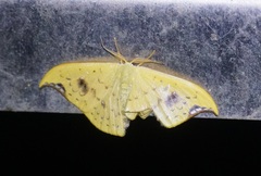 Tridrepana lunulata