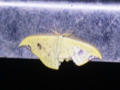 Tridrepana lunulata