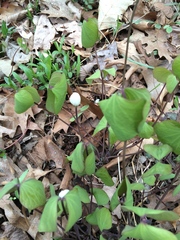 Jeffersonia diphylla