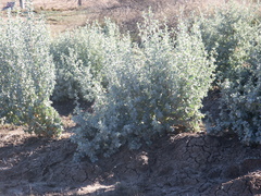 Atriplex nummularia