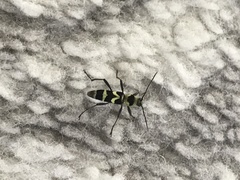 Chlorophorus curtisi